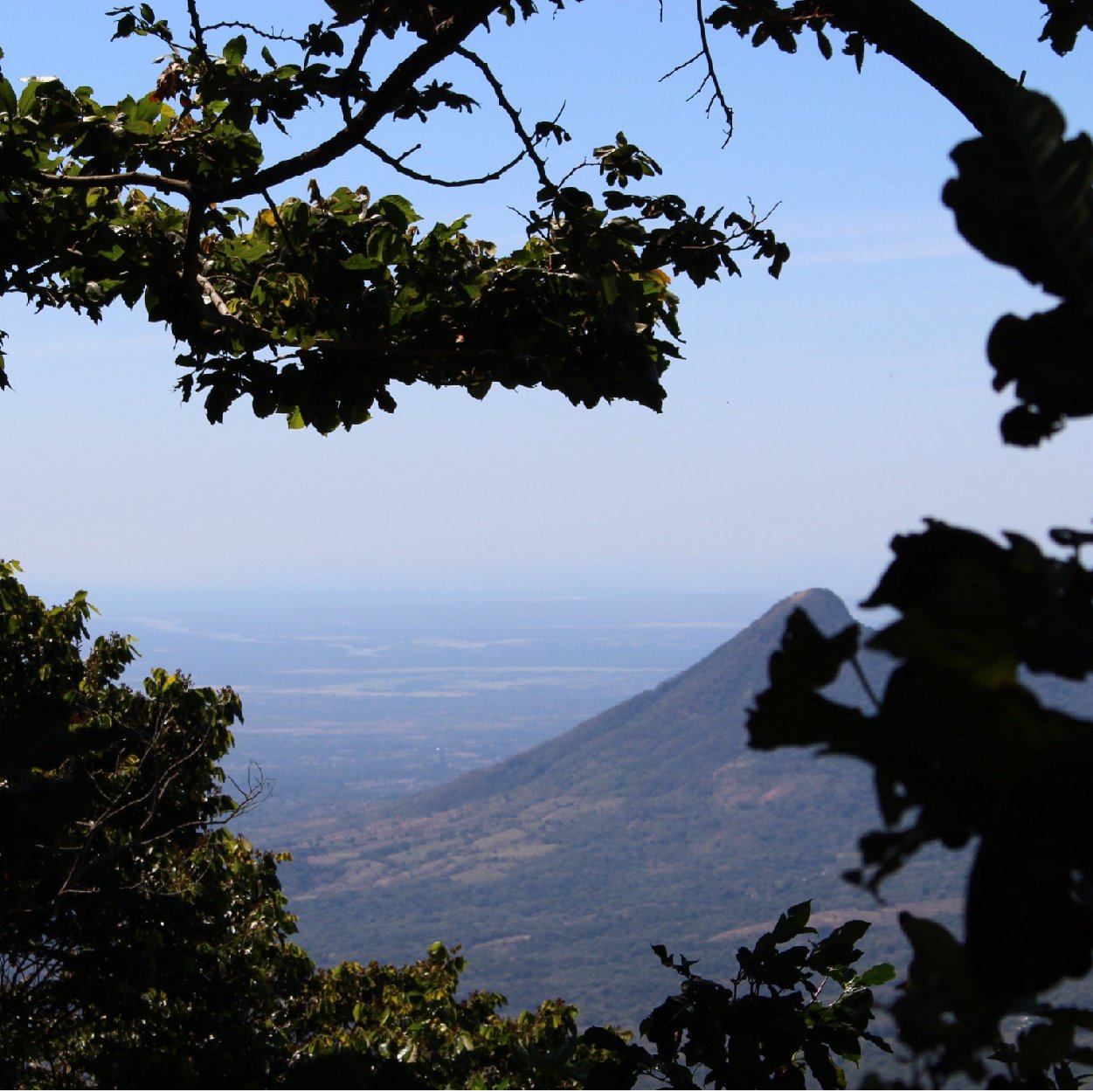 El Salvador Las Mercedes Pacamara Honey - Image 4