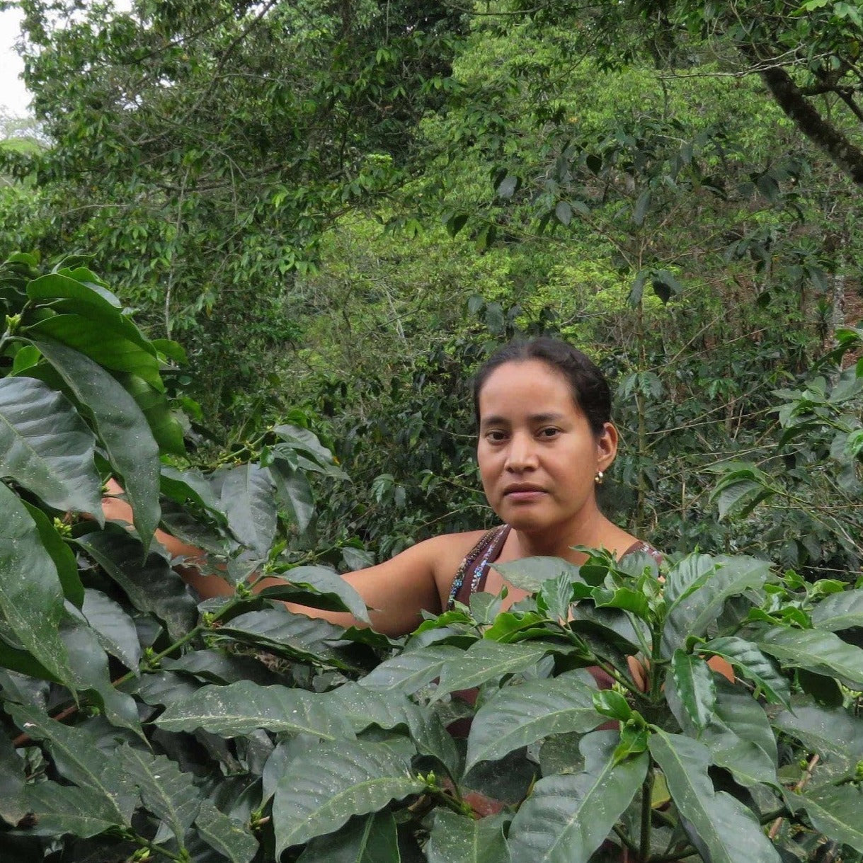 Organic Honduras Manos De Mujer Fair Trade - Image 4