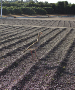 Alternative view of Unroasted Brazil Klatch Diamond Reserve