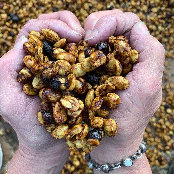 El Salvador Las Mercedes Pacamara Honey - Image 5