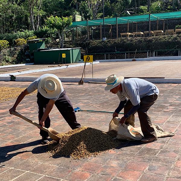 El Salvador Las Mercedes Pacamara Honey - Image 8