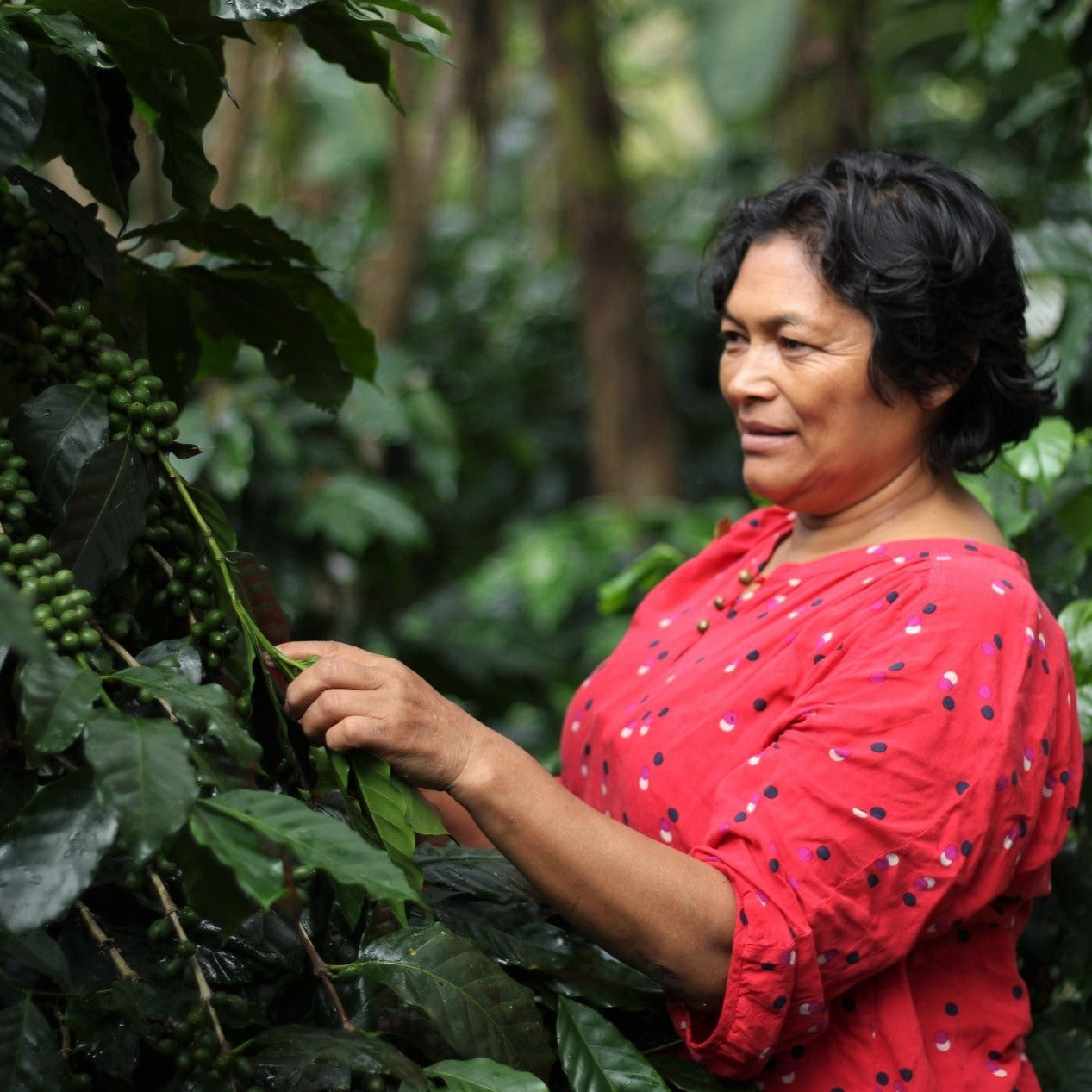 Organic Honduras Manos De Mujer Fair Trade - Image 6