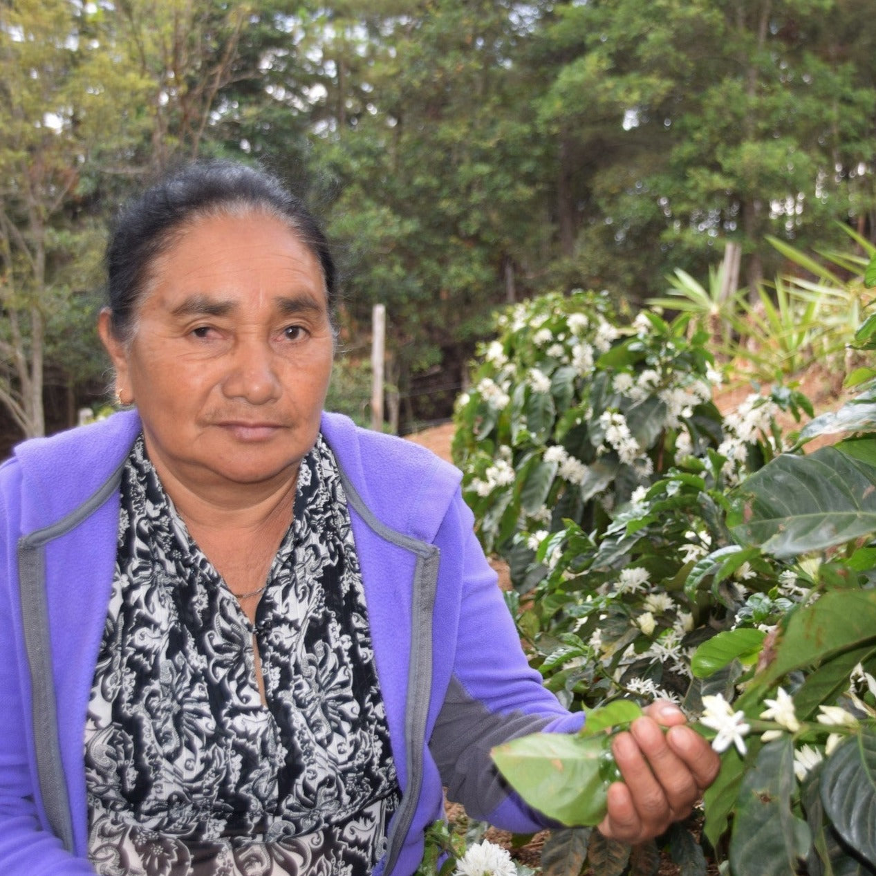 Organic Honduras Manos De Mujer Fair Trade - Image 7