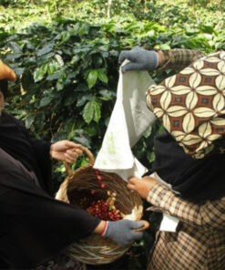 Alternative view of Unroasted Sumatra Mutu Batak