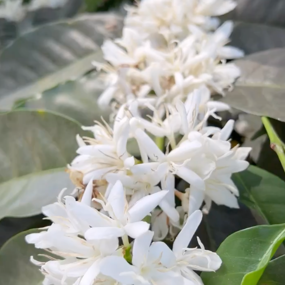 Panama Janson Alpes Geisha Natural - Image 4