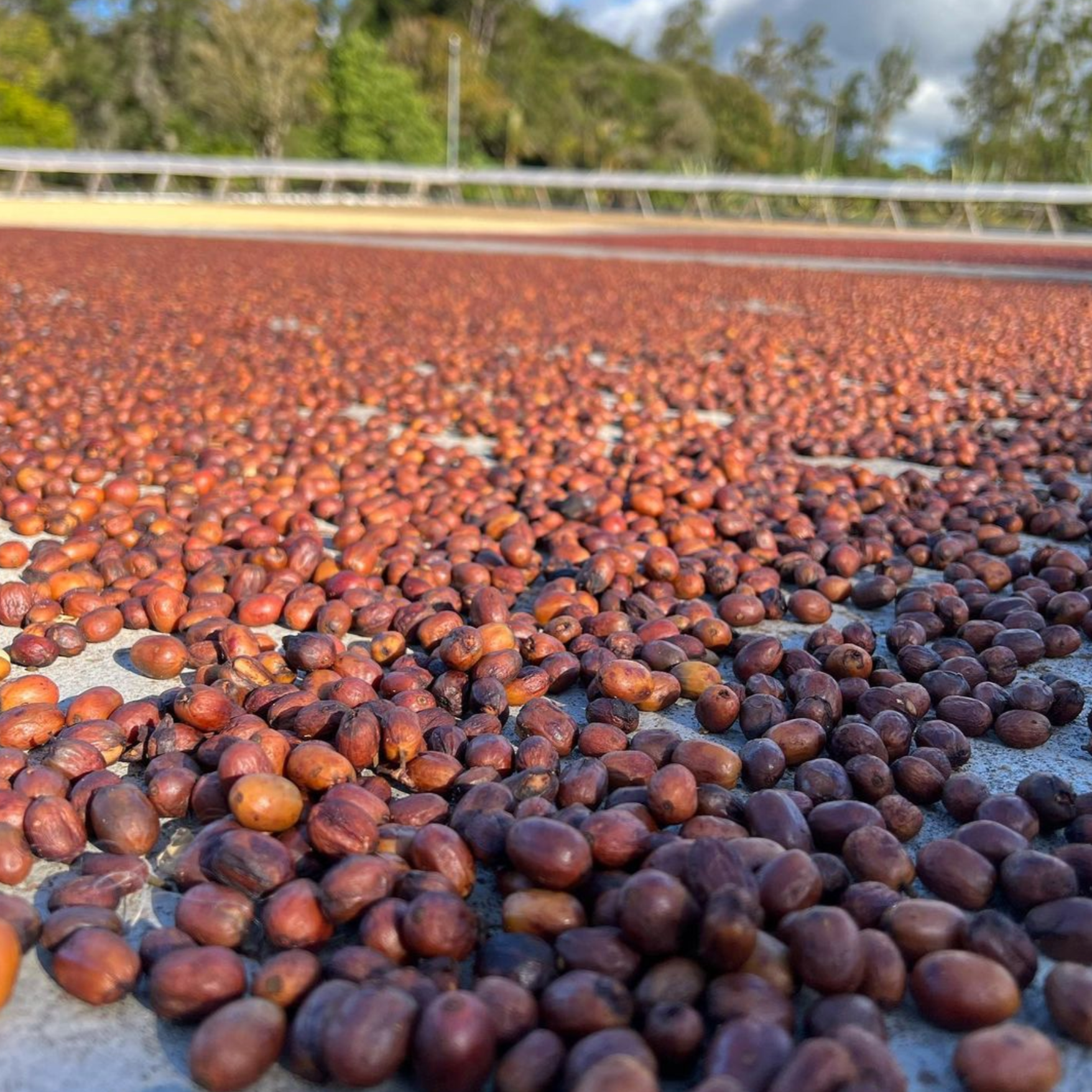 Panama Janson Alpes Geisha Natural - Image 3