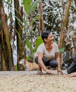 Alternative view of Organic Decaf Peru Cecanor Fair Trade Select Water Process