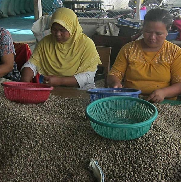 Organic Sumatra Rahmat Kinara Mandheling Fair Trade Grade 1 - Image 3