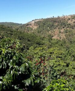 Alternative view of Unroasted Guatemala Huehuetenango Rio Azul SHB EP